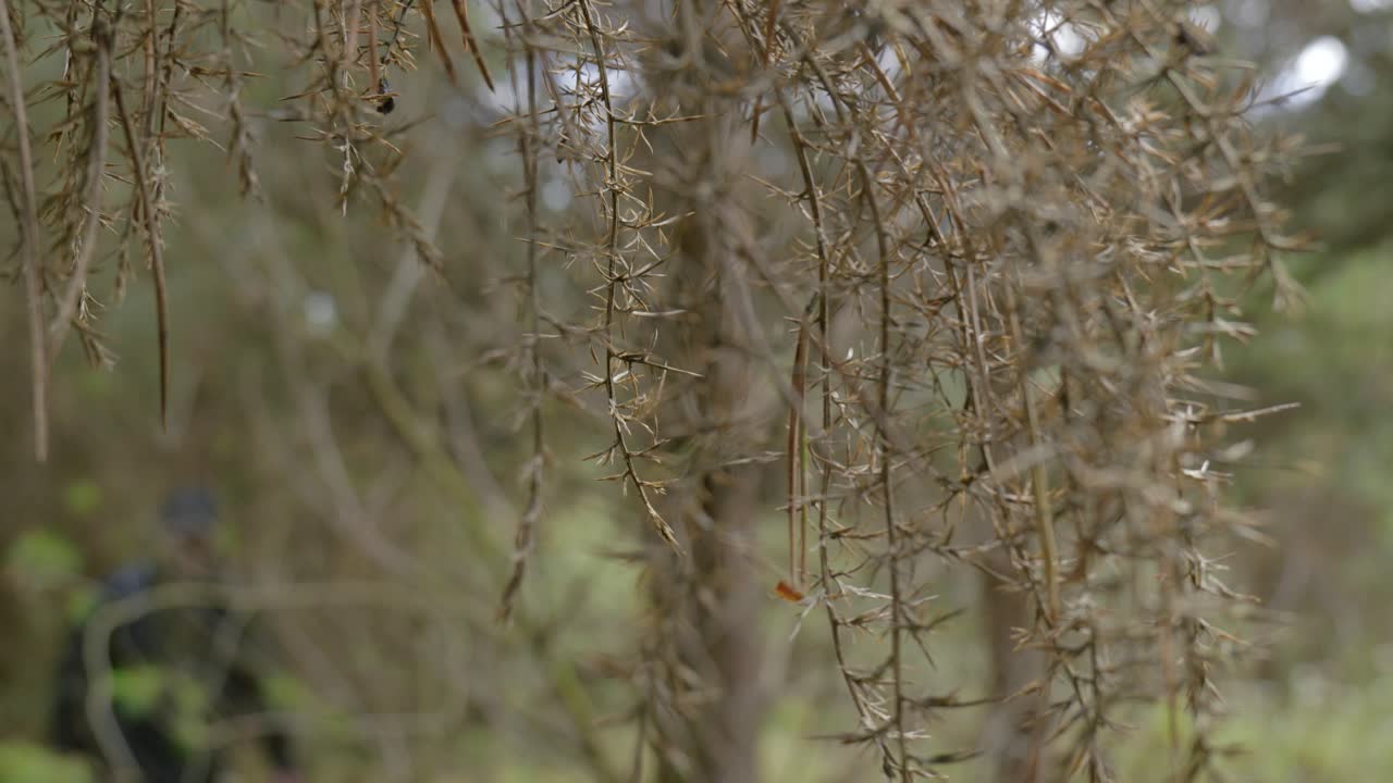 A close-up shot of dry, thorny branches hanging down with a blurred background. The focus on the thorns and the intricate details of the branches highlights the harshness and resilience of nature.