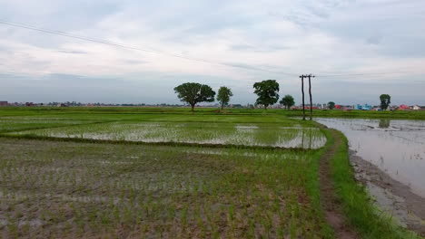 Vista-Aérea-De-Los-Arrozales-Inundados-Con-Agua-Del-Monzón