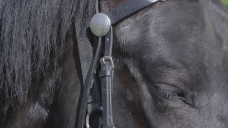 Closeup-of-a-Horses-Eye
