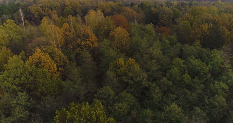 volando sobre bosque bosque desde arriba 6