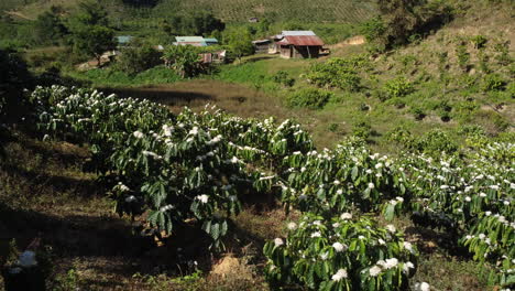 coffea arabica plants blooming white flowers at rural coffee plantation on mountain