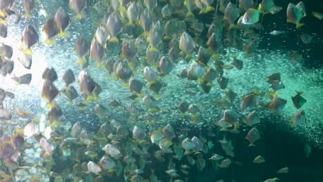 shoal group of colourful tropical fish swimming underwater against the current detailed ocean marine life in clear unpolluted water