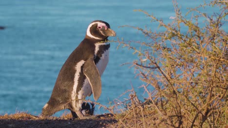 pingüino de magallanes en la reserva natural en un día soleado - tiro estático