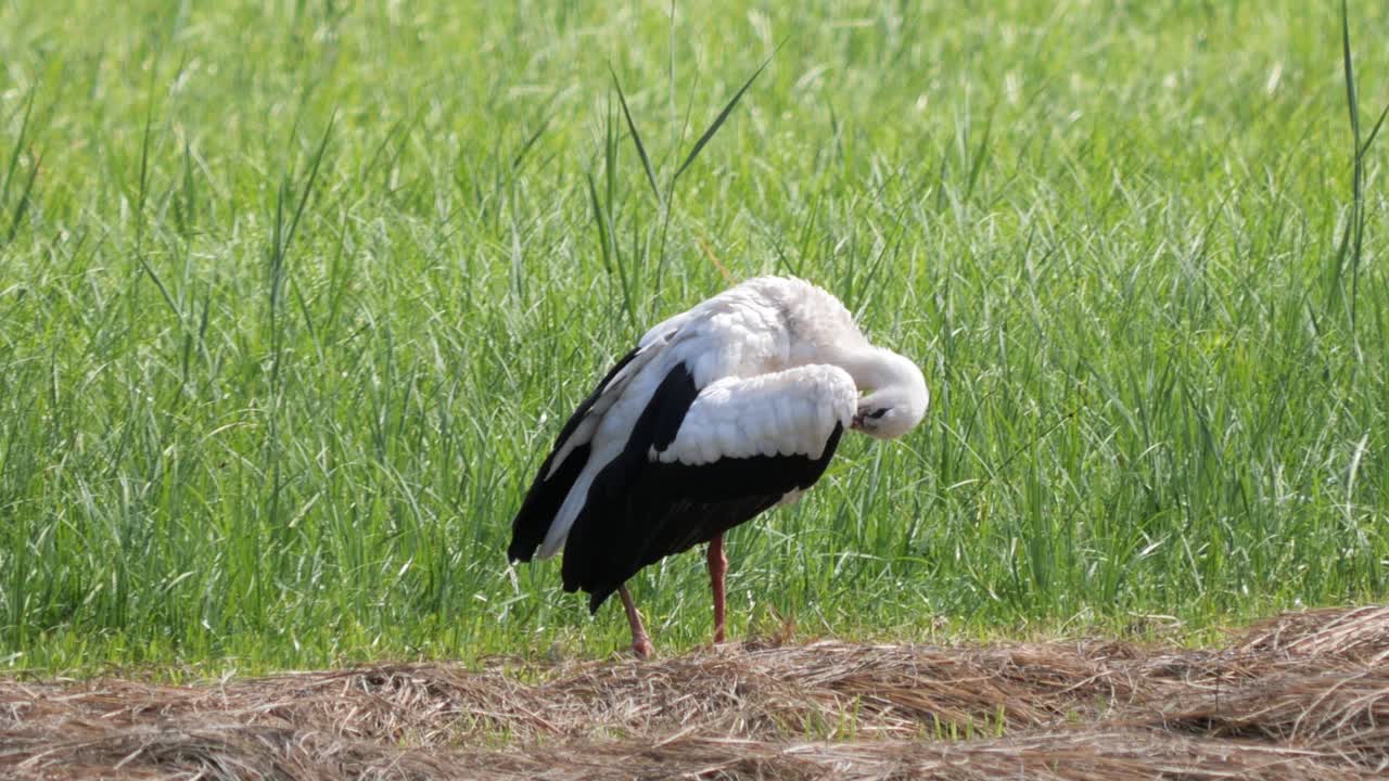 White Storks Standing on a Meadow in the Coutryside on a Summer Day Cleaning Itself