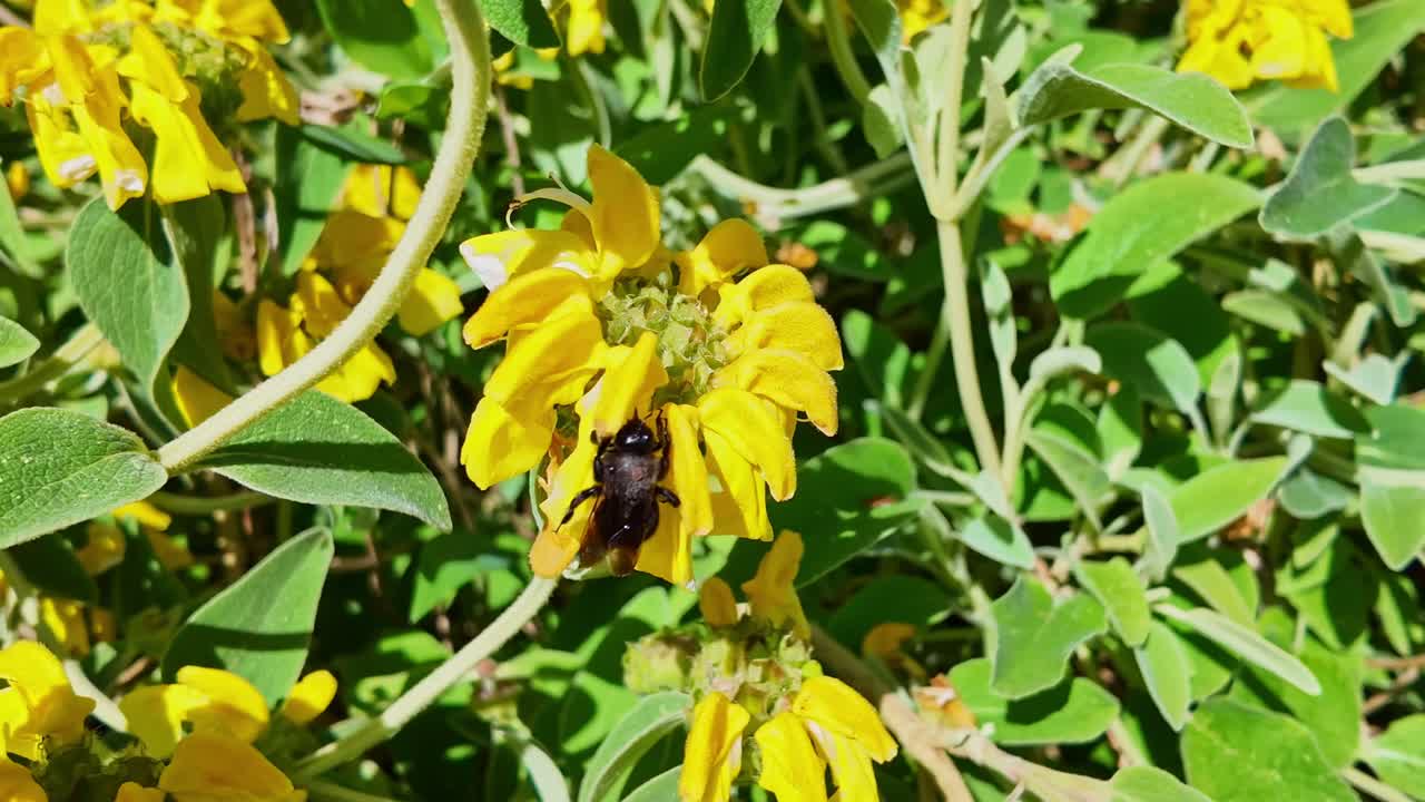 Macro shot of large black carpenter bee, Xylocopa, pollinating yellow Jerusalem Sage flower in sunny garden