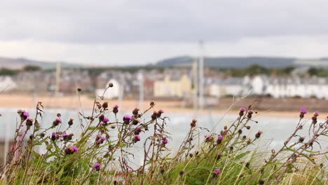 knapweed flowers swaying near elie earlsferry coastline