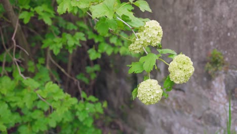 flores esféricas blancas del árbol de la bola de nieve de cerca