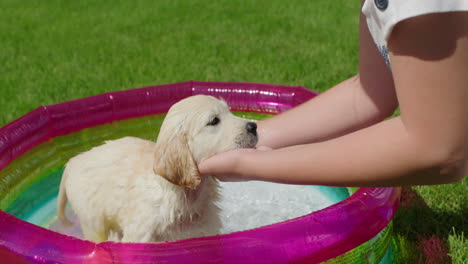 woman bathing a golden retriever puppy in a small outdoor pool