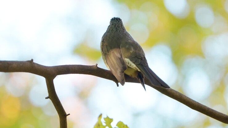 Primo piano di escrementi di bulbul dalle orecchie marroni posati su un ramo.