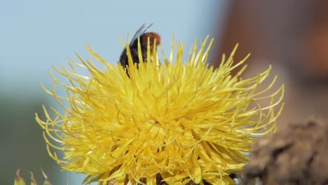 Eine-Hummel-Landet-Auf-Einer-Gelben-Löwenzahnblüte-Und-Läuft-Darauf-Herum