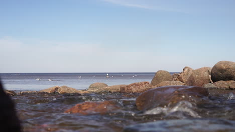 rocky beach with gulls