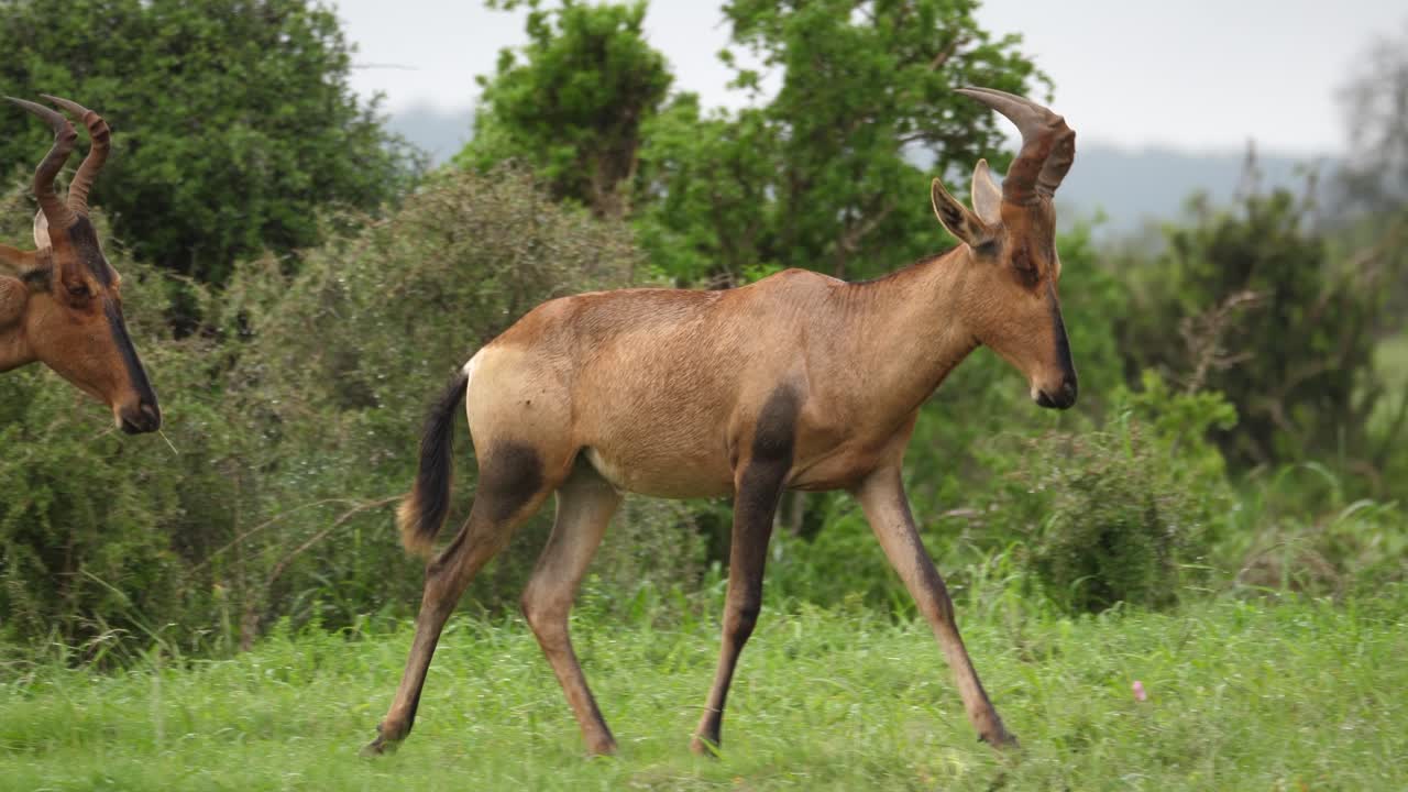 pan: mojado por la lluvia, el hartebeest rojo corre en el paisaje de la sabana africana