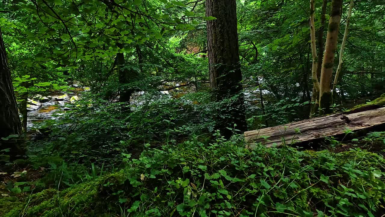 평화로운 자연 환경에서 울창한 초록색과 나무