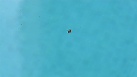 una abeja flota en el agua de la piscina después de caer en ella