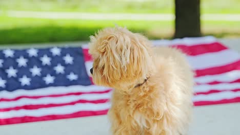 curious maltipoo puppy calmly posing in front of blurred usa flag