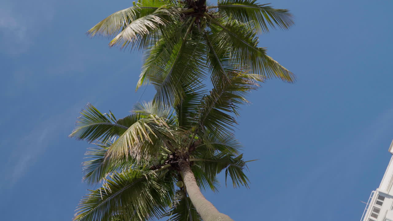 열대 클립 테마에 적합한 코코 나무의 개구리 눈 시각