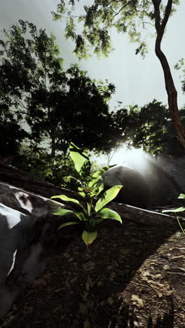 a single green plant growing in a forest setting with a bright sunbeam shining through the trees.