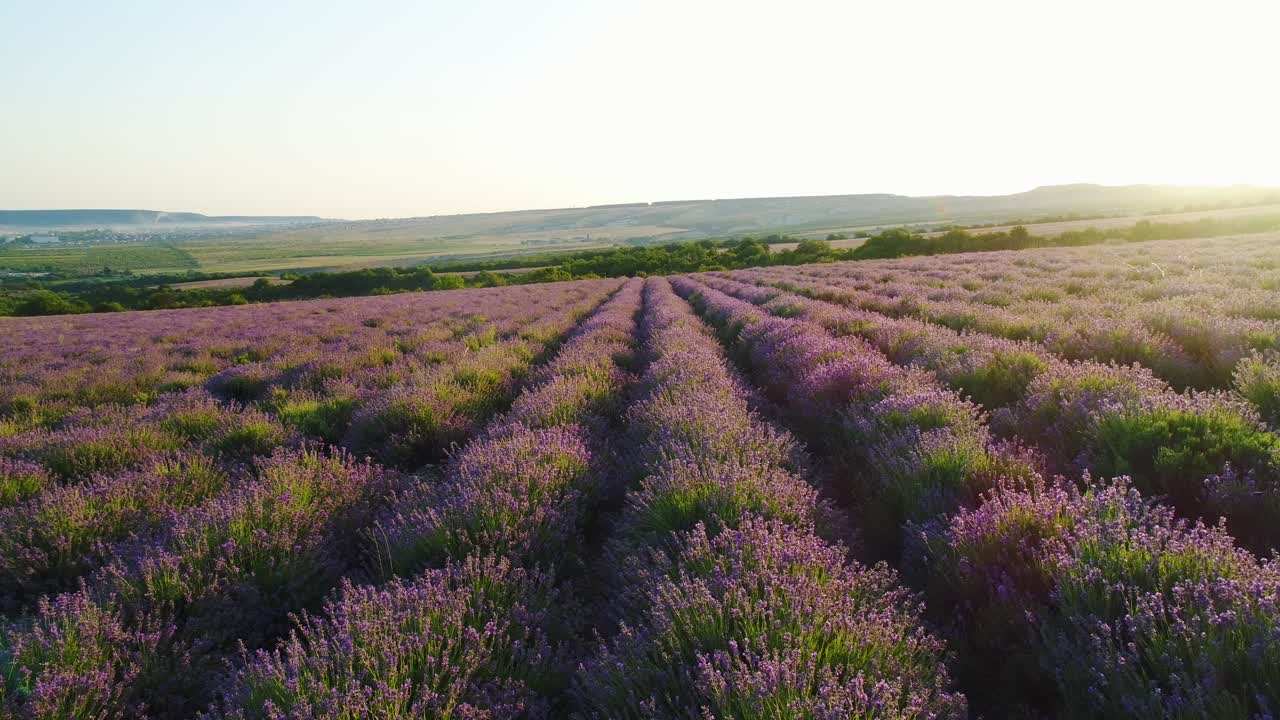 campo de lavanda al amanecer o al atardecer