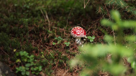 pequeño hongo amanita muscaria en el bosque