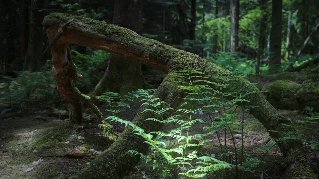 Fallen Moss Covered Tree In Forest 4K Shot on the Sony a7siii + Ronin RS 3