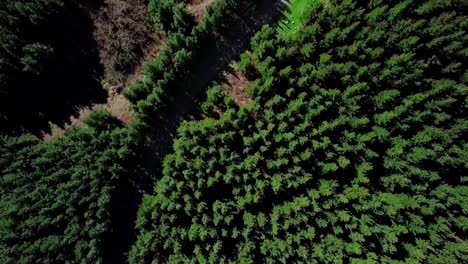 vista aérea del bosque de pinus radiata