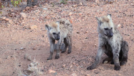 spotted hyena  pups laying down together, 120fps