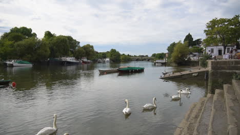 white swans hope to be fed by steps at riverside green on river thames