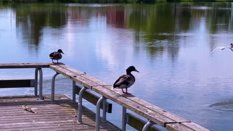 black-headed gull and mallard ducks on wooden bench fly to the lake to swim