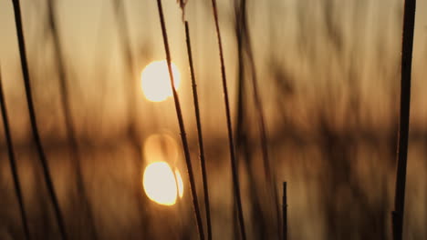 sunset through reeds