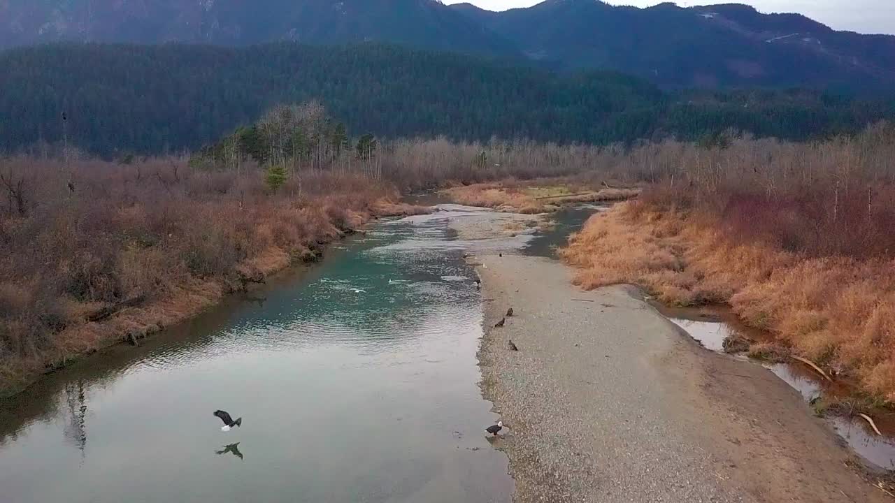 Aquila calva che si libra lentamente sopra un torrente a Harrison Mills, Columbia Britannica, Canada