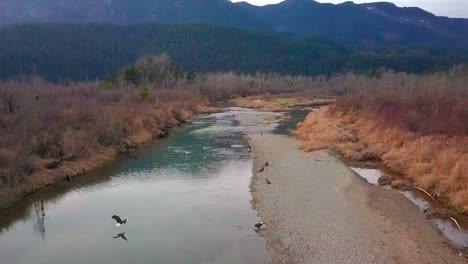 bald eagle slowly hovering over creek at harrison mills, british columbia, canada