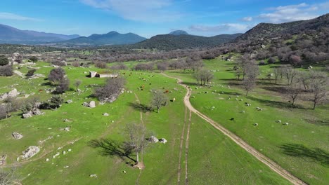 Vuelo-En-Un-Campo-En-Invierno-Con-árboles-Sin-Hojas-Viendo-Un-Rebaño-De-Ovejas-Y-Algunas-Vacas-Pastando-En-Un-Terreno-Verde-Con-Un-Fondo-De-Montañas-Con-Bosques-De-Robles-Y-Un-Cielo-Azul-Con-Nubes-ávila-España