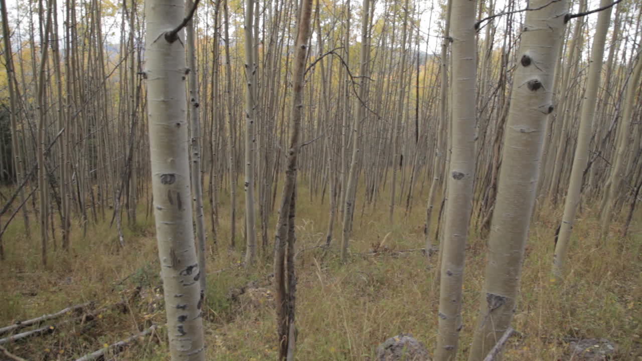 Aspen Tree Forest
