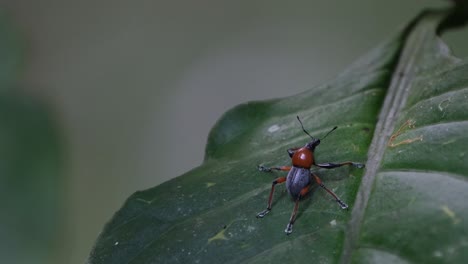 Camera-zooms-out-to-the-right-revealing-the-habitat-of-this-weevil-in-the-forest,-Metapocyrtus-ruficollis,-Philippines