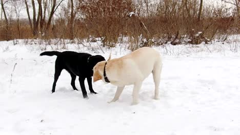 two labrador dogs playing together