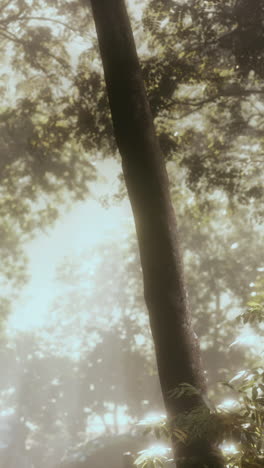 a tree trunk in a forest with sunlight shining through the leaves.