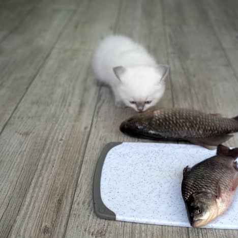 cat eating from plate