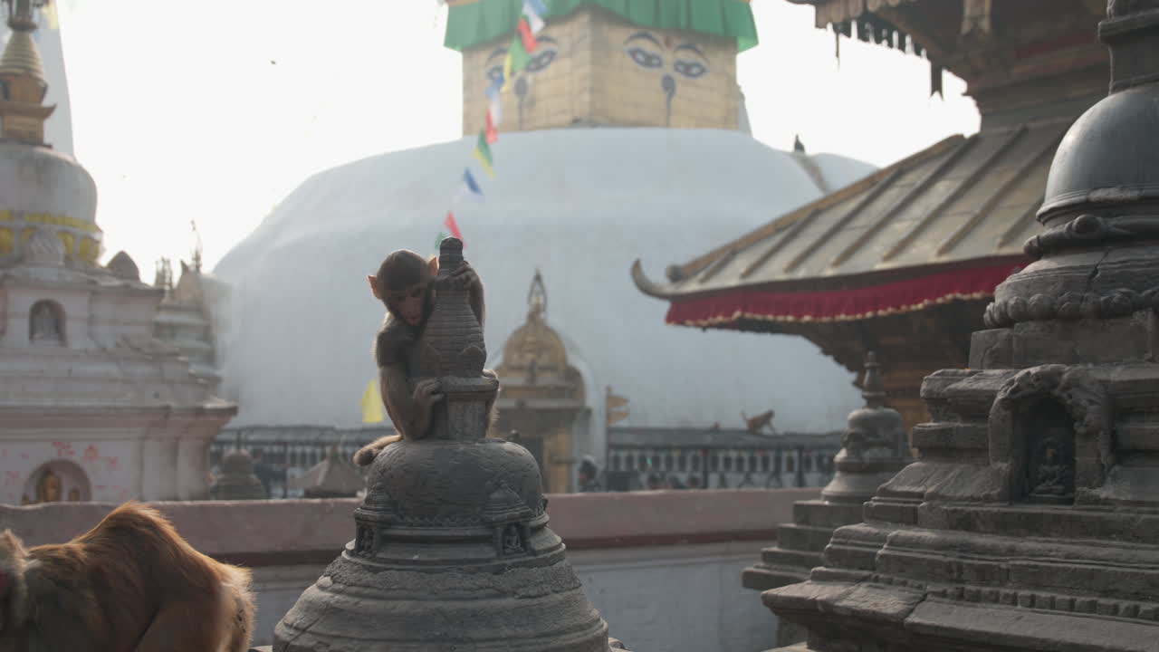 Koskettava kohtaus Swayambhunathin stupalla, Nepalissa: apina halaa hellästi Buddha-patsasta symboloiden luonnon, tunteen ja syvän henkisen rauhan välistä harmoniaa.