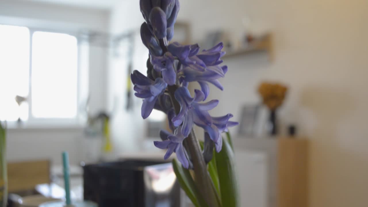 hermosa flor morada que florece en la encimera de la cocina con sala de estar al fondo, inclinada hacia arriba