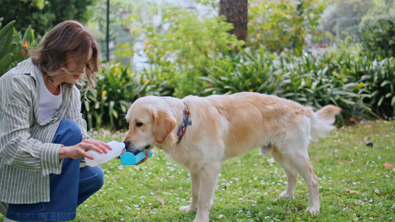 Caring woman hydrating dog with water in grassy park zoom in. Affectionate lady