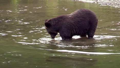 Grizzly-bear-calmly-walking-in-river-finds-dead-salmon-but-doesn’t-eat-it