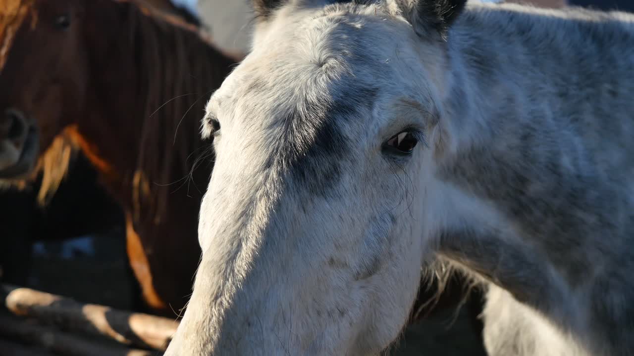 cabeza y nariz de caballo gris cerca de troncos