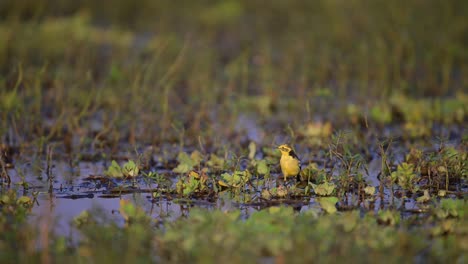 Gelber-Bachstelzenvogel-Im-Feuchtgebiet