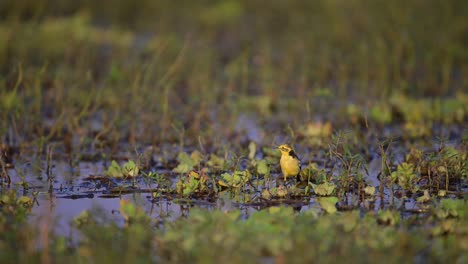 pájaro de cola amarilla en los humedales