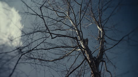 bare winter tree