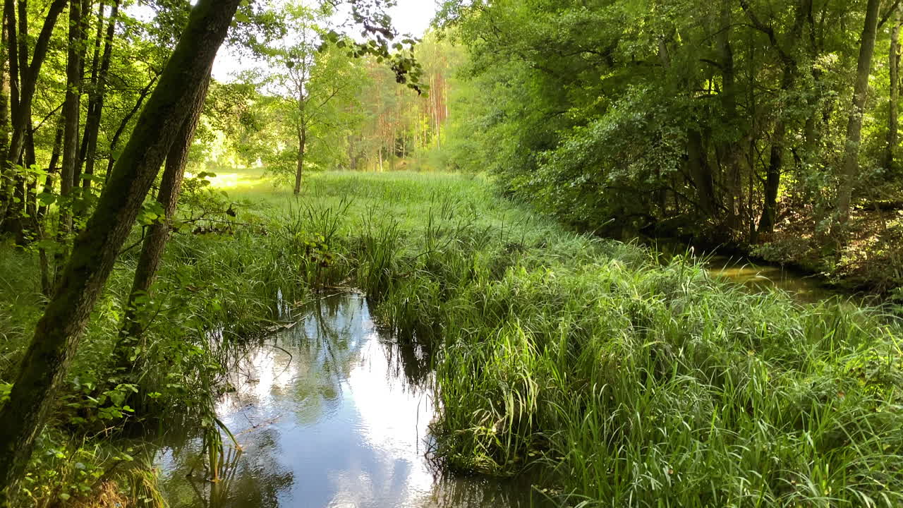 아름다운 햇볕이 잘 드는 숲의 자연을 통해 평화로운 녹색 무성한 강에서 천천히 기울어집니다.