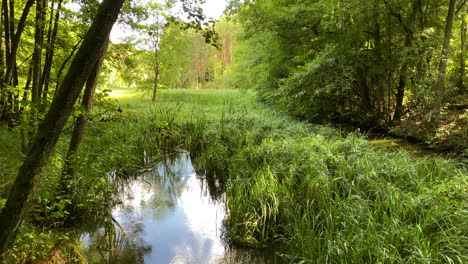 slow tilt up on peaceful green lush river through beautiful sunny forest nature