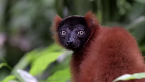 un lémur rufo rojo está mirando la cámara en el bosque