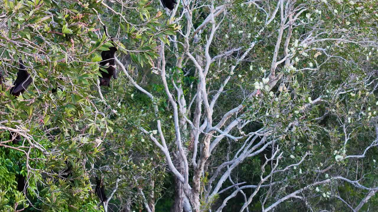 Black flying foxes glide through dense tree canopy in Gold Coast, Australia, captured in natural daylight with dynamic camera movement