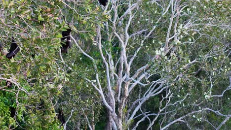 black flying foxes glide through dense tree canopy in gold coast, australia, captured in natural daylight with dynamic camera movement